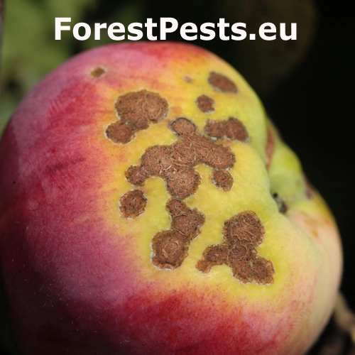 Chrastavitosť jablon&iacute;