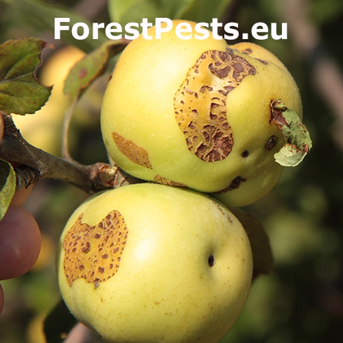 Chrastavitosť jablon&iacute;