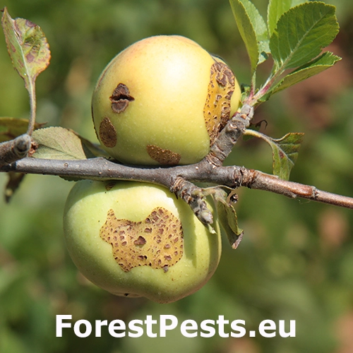 Chrastavitosť jablon&iacute;