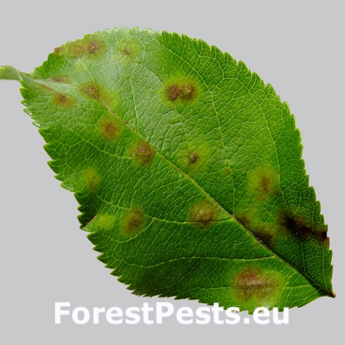 Chrastavitosť jablon&iacute;