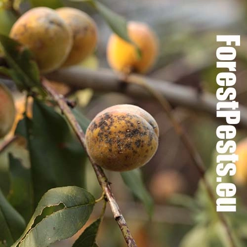 Chrastavitosť k&ocirc;stkov&iacute;n