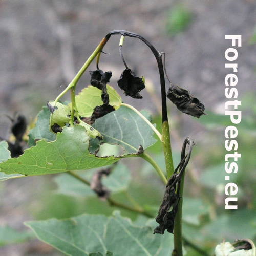 Chrastavn&iacute;k osikov&yacute;