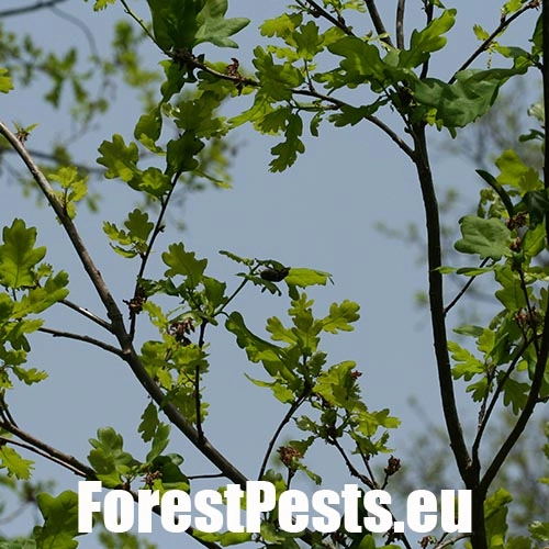 Chr&uacute;st paga&scaron;tanov&yacute;