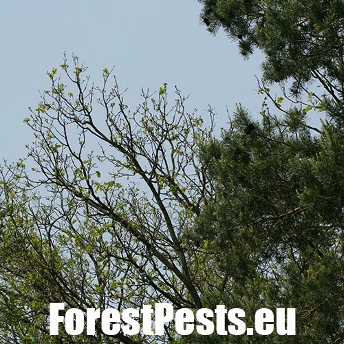 Chr&uacute;st paga&scaron;tanov&yacute;