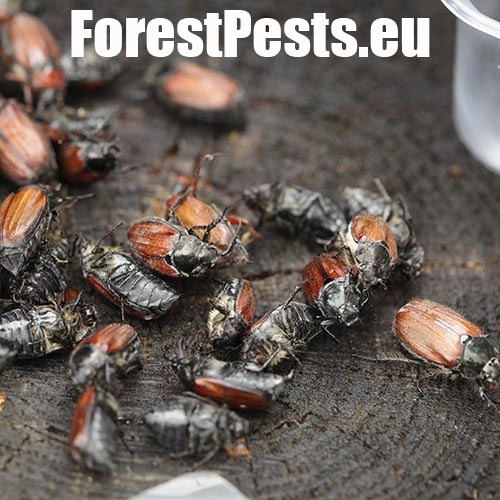 Chr&uacute;st paga&scaron;tanov&yacute;