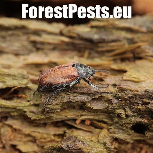 Chr&uacute;st paga&scaron;tanov&yacute;