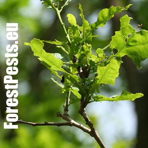 Chr&uacute;st paga&scaron;tanov&yacute;