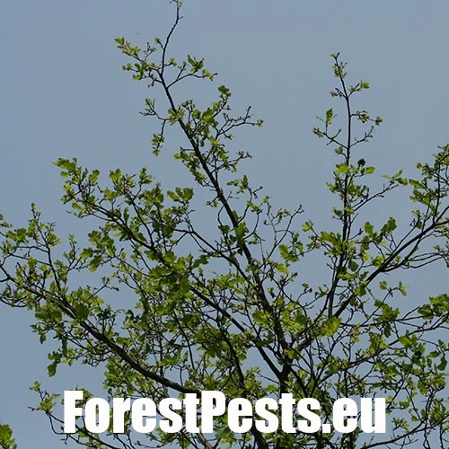 Chr&uacute;st paga&scaron;tanov&yacute;