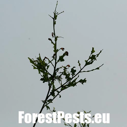 Chr&uacute;st paga&scaron;tanov&yacute;