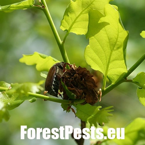 Chr&uacute;st paga&scaron;tanov&yacute;