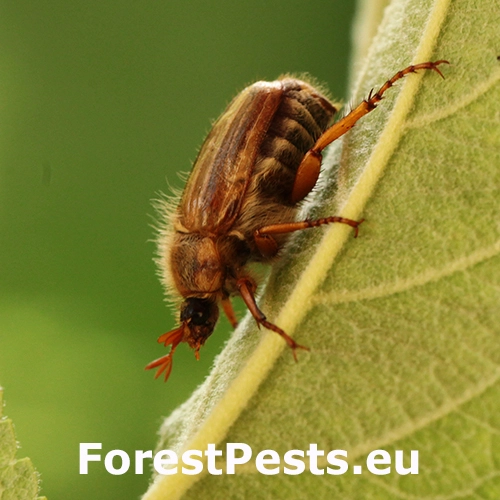 Chr&uacute;stik letn&yacute;