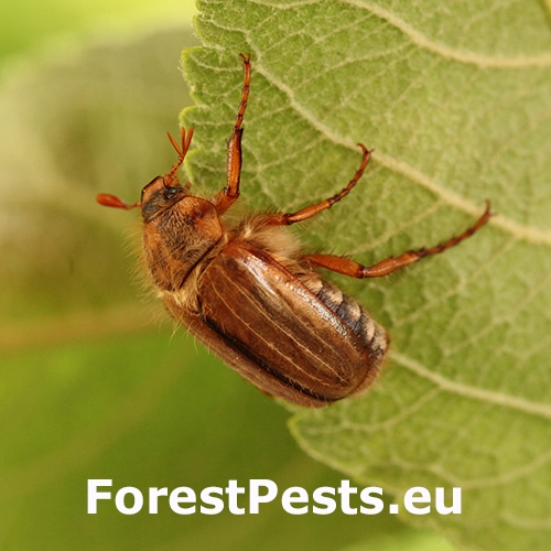 Chr&uacute;stik letn&yacute;