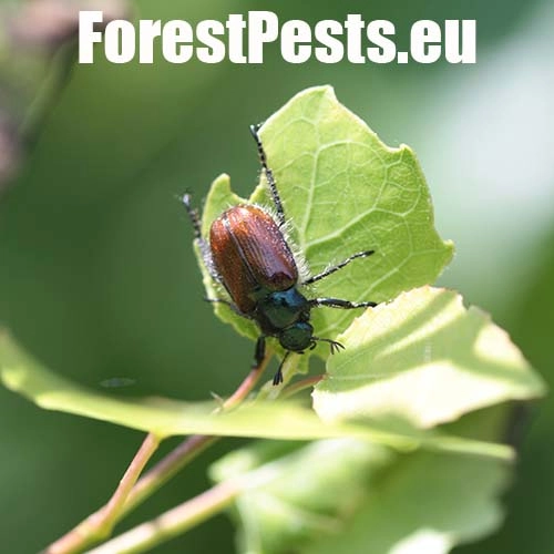 Chr&uacute;stik z&aacute;hradn&yacute;