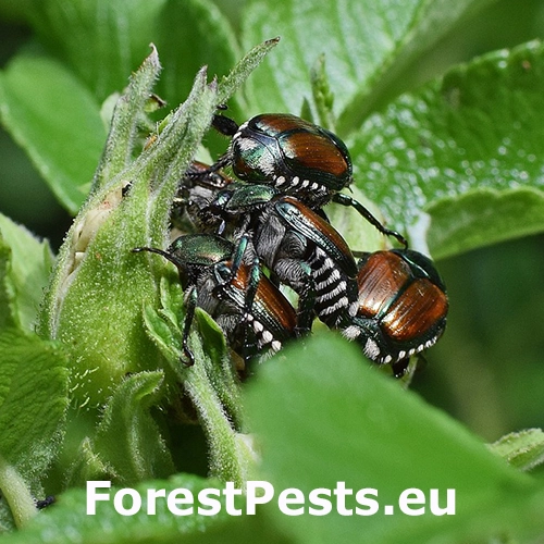 Chr&uacute;stovec japonsk&yacute;