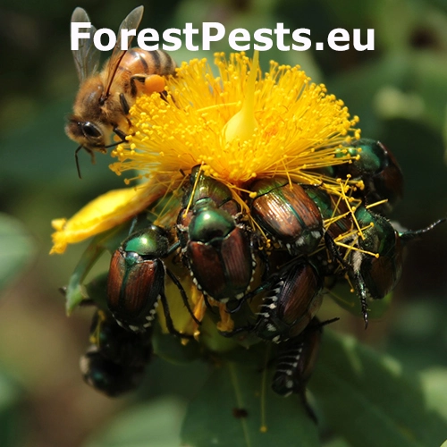 Chr&uacute;stovec japonsk&yacute;