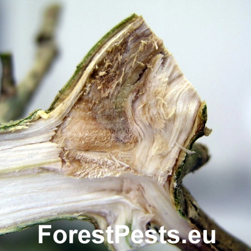 Čia&scaron;očka jaseňov&aacute;