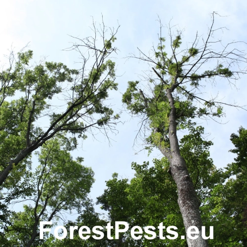 Čia&scaron;očka jaseňov&aacute;