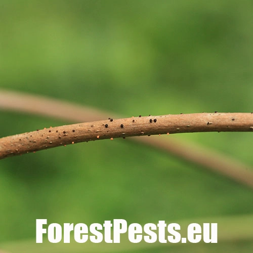 Čia&scaron;očka jaseňov&aacute;