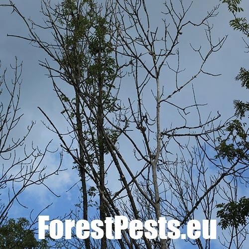 Čia&scaron;očka jaseňov&aacute;