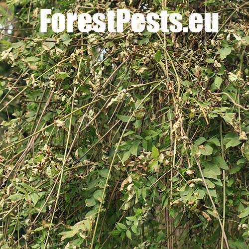 Čia&scaron;očka jaseňov&aacute;