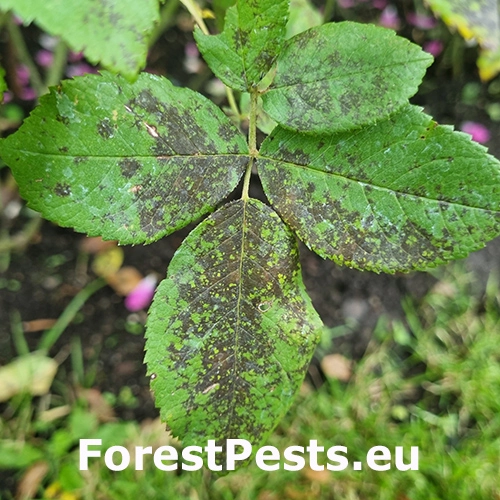 Čierna &scaron;kvrnitosť ruž&iacute;