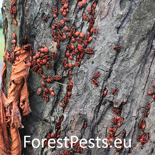 Cifru&scaron;a bezkr&iacute;dla 