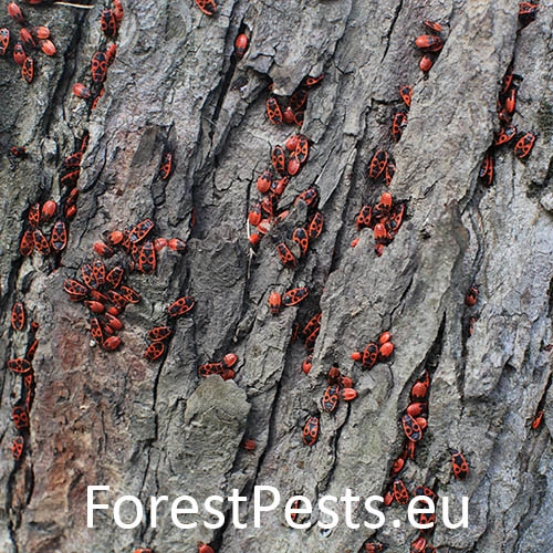 Cifru&scaron;a bezkr&iacute;dla 