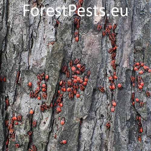 Cifru&scaron;a bezkr&iacute;dla 