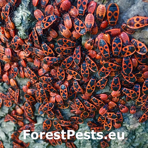 Cifru&scaron;a bezkr&iacute;dla 