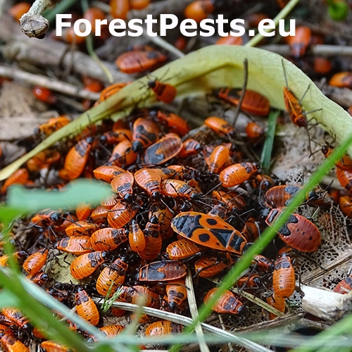 Cifru&scaron;a bezkr&iacute;dla 