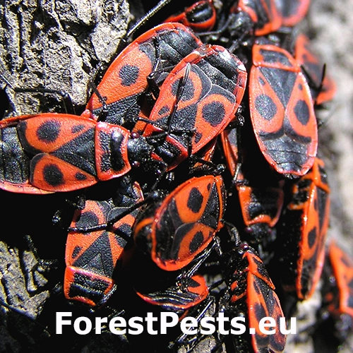 Cifru&scaron;a bezkr&iacute;dla 