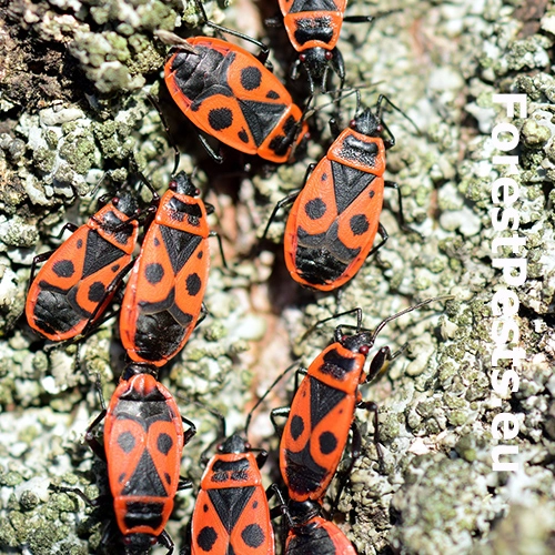 Cifru&scaron;a bezkr&iacute;dla 