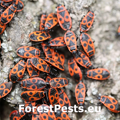 Cifru&scaron;a bezkr&iacute;dla 