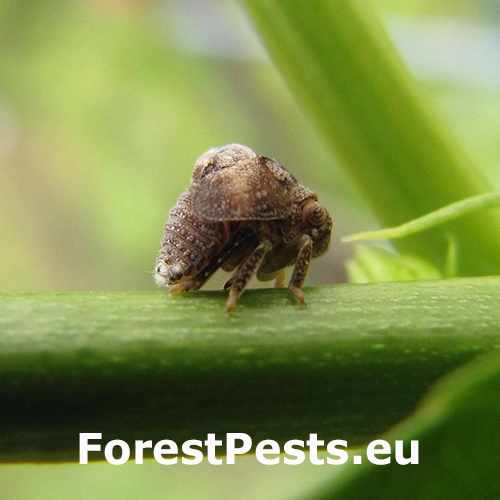 Cik&aacute;dka Acanalonia conica