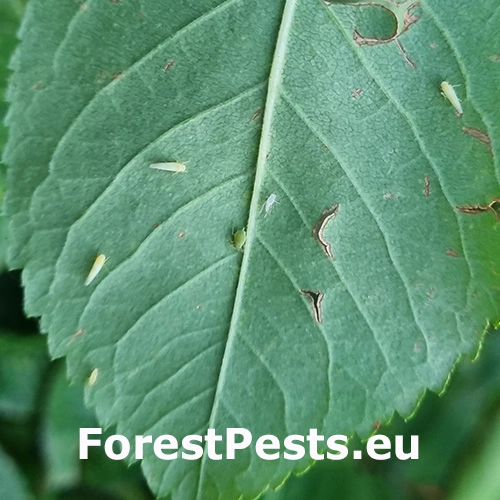 Cik&aacute;dočka ružov&aacute;