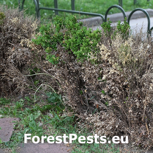 Cylindrokl&aacute;diov&eacute; odumieranie kru&scaron;p&aacute;nu