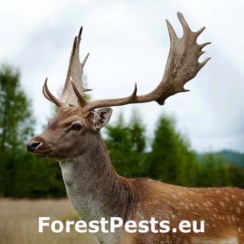 Daniel &scaron;kvrnit&yacute;