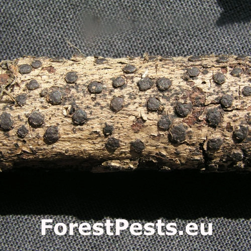 Diatrypka diskovit&aacute;