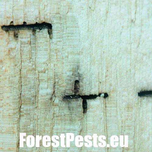 Drevokaz bukov&yacute;