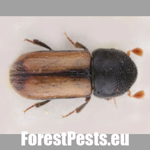 Drevokaz bukov&yacute;