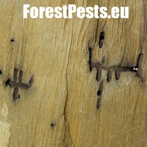 Drevokaz bukov&yacute;