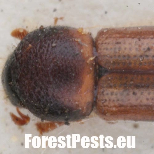 Drevokaz čiarkovan&yacute;