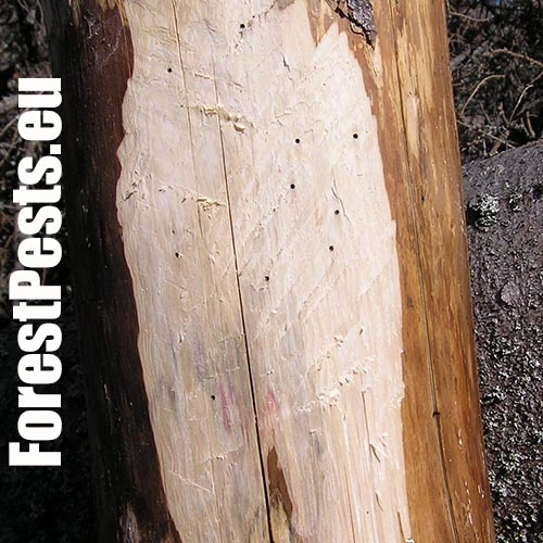 Drevokaz čiarkovan&yacute;