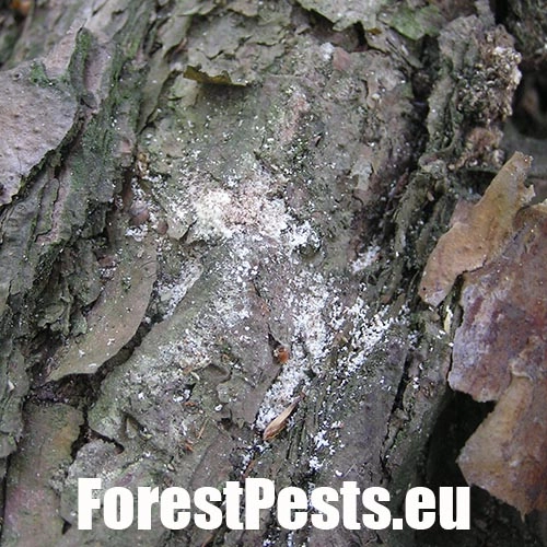 Drevokaz čiarkovan&yacute;