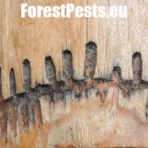 Drevokaz čiarkovan&yacute;