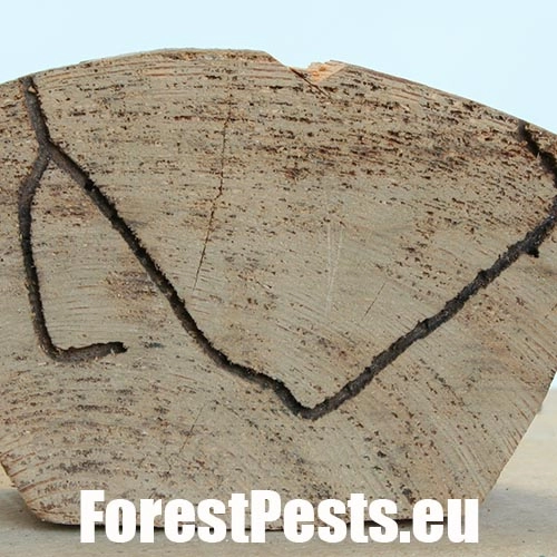 Drevokaz čiarkovan&yacute;