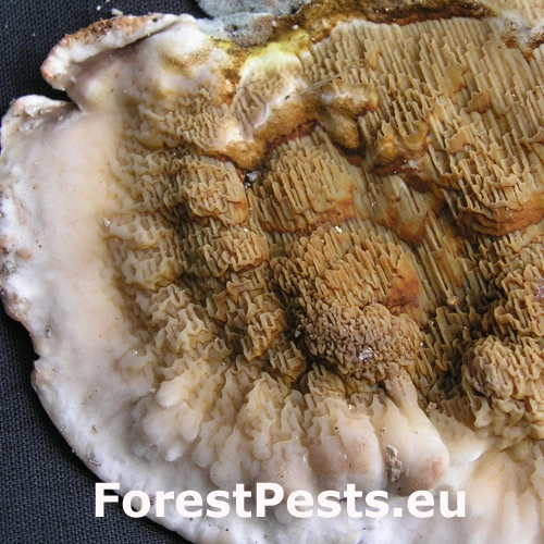 Drevokaz slziv&yacute;