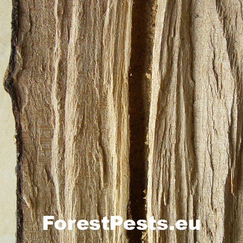 Drevotoč hru&scaron;kov&yacute;