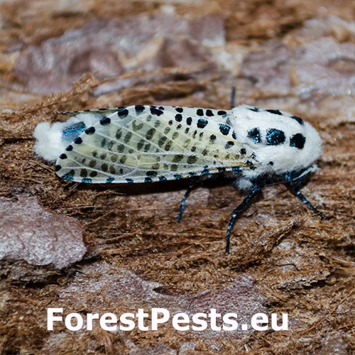 Drevotoč hru&scaron;kov&yacute;