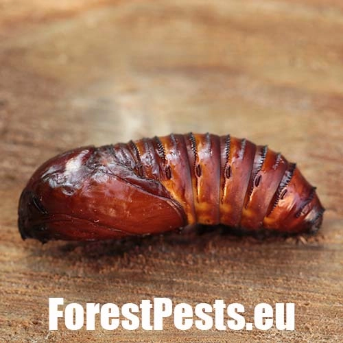 Drevotoč obyčajn&yacute;